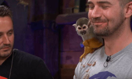 Monkey Who Barfed And Pooped On Sea Of Thieves Dev During Livestream Is Doing Just Fine