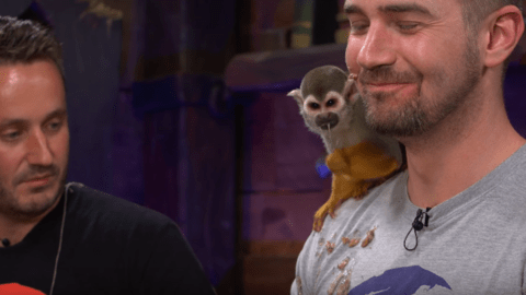Monkey Who Barfed And Pooped On Sea Of Thieves Dev During Livestream Is Doing Just Fine